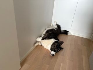 A black and white corgi cardigan lying on her back on the floor in the corner of the room. She is watching into the camera with her head kind of twisted to the side.