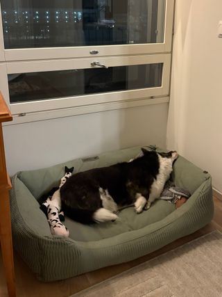 A black and white corgi cardigan lying in her dog bed, with her head on top of its rim. It looks like it would be uncomfortable, but she seems quite relaxed.
