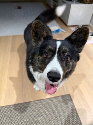 A black and white corgi cardigan watching happily into the camera.