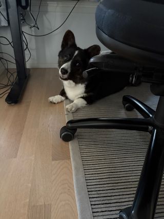 A black and white corgi cardigan is looking with her head tilted at the camera. As if the photographer had said something "funny" to her.
