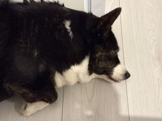 A black and white corgi cardigan lying on the floor with her tongue out. Looking kinda derpy (but adorable as always).