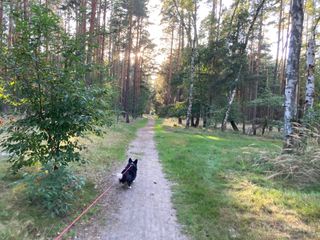 A black and white corgi cardigan walking through a sun flooded forest.