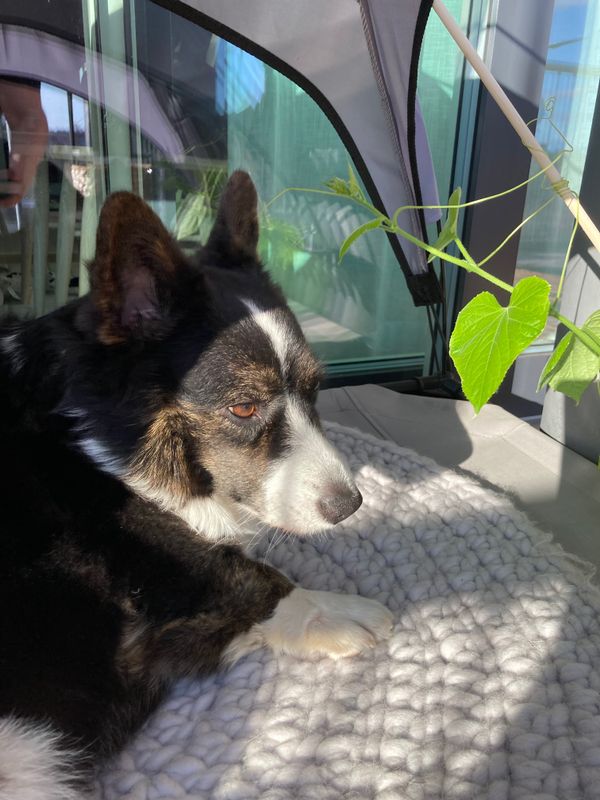 A black and white corgi cardigan lying on a dog bed looking somewhat groggy. There is a ray of sunlight going over her face.