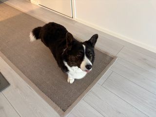 A black and white corgi cardigan standing on a carpet with her tongue out.