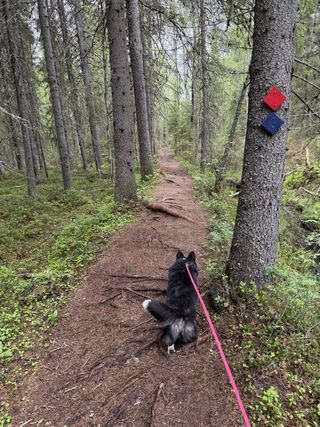 A black and white corgi cardigan eagerly walking down a forest trail.