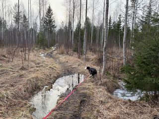 A black and white corgi cardigan walking through a pretty wet looking forest in which the snow has just melted a week ago or so.
