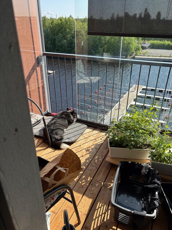 A black and white corgi cardigan watching down from a balcony, photographed from the balcony door.