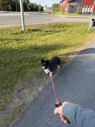 A black and white corgi cardigan refusing to walk.