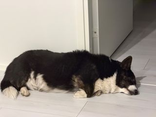 A black and white corgi cardigan who has just woken up from her slumber and therefore looking slightly confused.