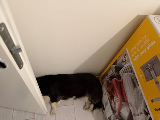 A black and white corgi cardigan sleeping with her head right behind the door. She's photographed from above and only her legs, and body are visible, but not her head.
