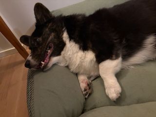 A black and white corgi cardigan lying in her dog bed with the craziest smile on her face.
