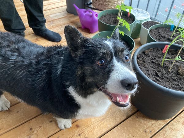 A black and white corgi cardigan excitedly smiling into the camera. The dog is apparently wet from the rain.