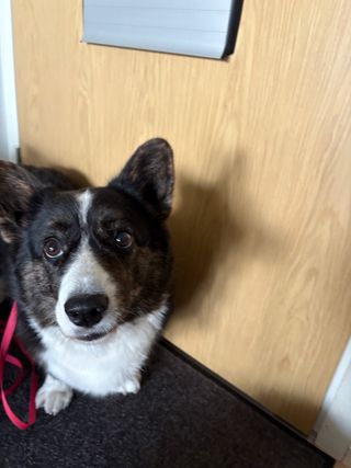 A black and white corgi cardigan standing next to the apartment door. She is already on a leash and can't wait to get out of the house. She is clearly wondering what the holdup is and why there needs to be photos taken now.