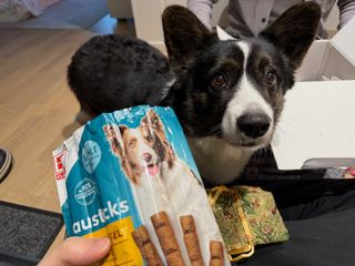 A black and white corgi cardigan begging to get a treat. It's pretty effective!