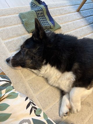 A black and white corgi cardigan lying next to a baby's sleeping bag.