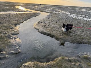 A black and white corgi cardigan standing on a muddy seashore (actually it's the Wattenmeer at low tide) next to a small stream. There is siluette of a person in the background.